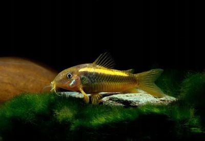 /images/product_images/info_images/fish/somik-zolotoj-lazer---corydoras-gold-laser-_6.jpg