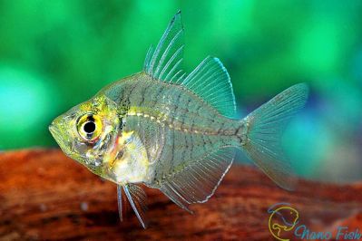 /images/product_images/info_images/fish/stekljannyj-okun---chanda-ranga_6.jpg