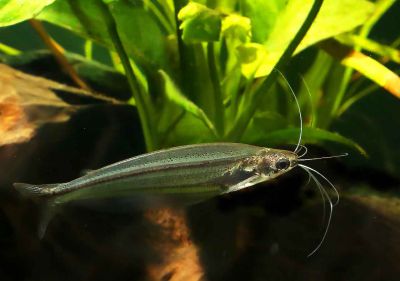 /images/product_images/info_images/fish/stekljannyj-polosatyj-somik---parailia-pellucida_1.jpg