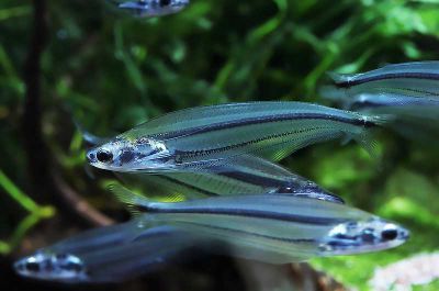 /images/product_images/info_images/fish/stekljannyj-polosatyj-somik---parailia-pellucida_2.jpg