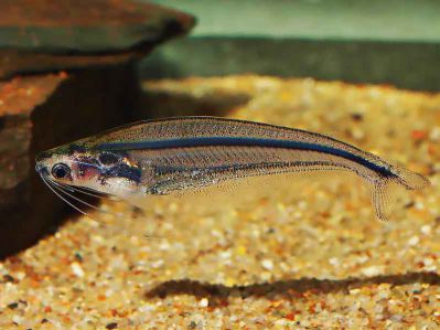 /images/product_images/info_images/fish/stekljannyj-polosatyj-somik---parailia-pellucida_6.jpg