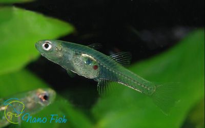 /images/product_images/info_images/fish/stekljanyj-bychok---gobiopterus-chuno_6.jpg
