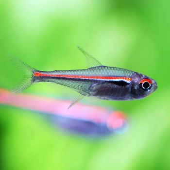 /images/product_images/info_images/fish/tetra-amapa---hyphessobrycon-amapensis_4.jpg