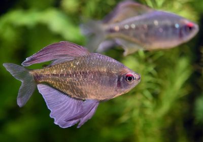 /images/product_images/info_images/fish/tetra-brilliantovaja---moenkhausia-pittieri_3.jpg