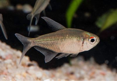 /images/product_images/info_images/fish/tetra-brilliantovaja---moenkhausia-pittieri_4.jpg