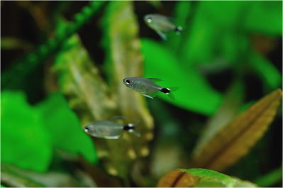 /images/product_images/info_images/fish/tetra-jelahis---hyphessobrycon-elachys_1.jpg