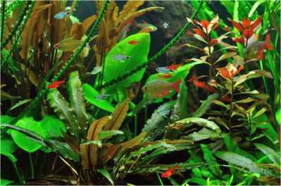 /images/product_images/info_images/fish/tetra-jelahis---hyphessobrycon-elachys_2.jpg