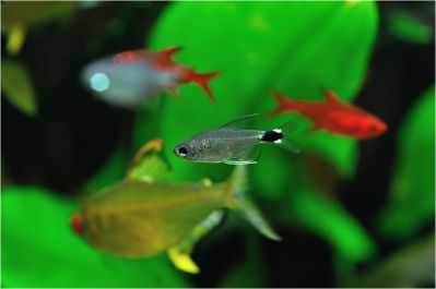 /images/product_images/info_images/fish/tetra-jelahis---hyphessobrycon-elachys_3.jpg