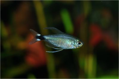 /images/product_images/info_images/fish/tetra-jelahis---hyphessobrycon-elachys_4.jpg