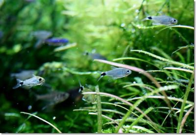/images/product_images/info_images/fish/tetra-jelahis---hyphessobrycon-elachys_5.jpg