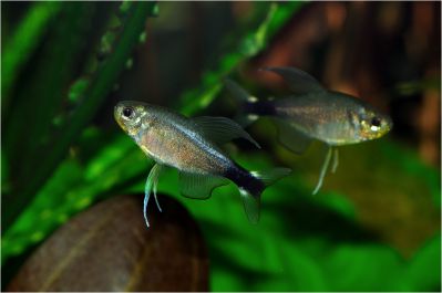 /images/product_images/info_images/fish/tetra-jelahis---hyphessobrycon-elachys_6.jpg