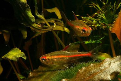 /images/product_images/info_images/fish/tetra-jeritrozonus----hemigrammus-erythrozonus_1.jpg