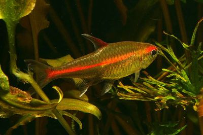 /images/product_images/info_images/fish/tetra-jeritrozonus----hemigrammus-erythrozonus_2.jpg