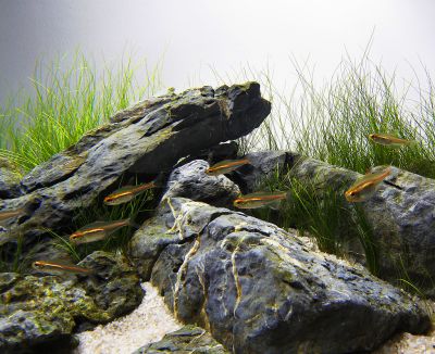 /images/product_images/info_images/fish/tetra-jeritrozonus----hemigrammus-erythrozonus_3.jpg