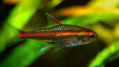 /images/product_images/info_images/fish/tetra-jeritrozonus----hemigrammus-erythrozonus_4.jpg