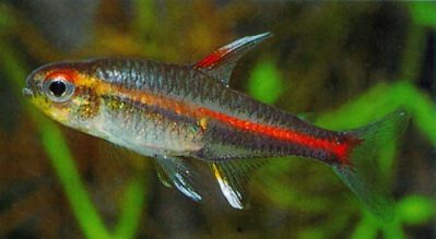 /images/product_images/info_images/fish/tetra-jeritrozonus----hemigrammus-erythrozonus_5.jpg