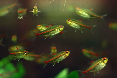 /images/product_images/info_images/fish/tetra-jeritrozonus----hemigrammus-erythrozonus_6.jpg