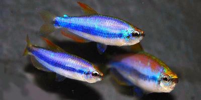 /images/product_images/info_images/fish/tetra-kerri---inpaichthys-kerri_1.jpg