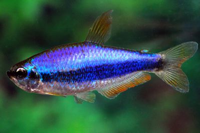 /images/product_images/info_images/fish/tetra-kerri---inpaichthys-kerri_2.jpg