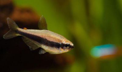 /images/product_images/info_images/fish/tetra-kerri---inpaichthys-kerri_3.jpg