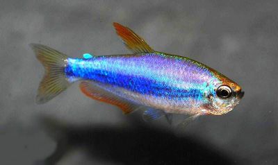 /images/product_images/info_images/fish/tetra-kerri---inpaichthys-kerri_6.jpg