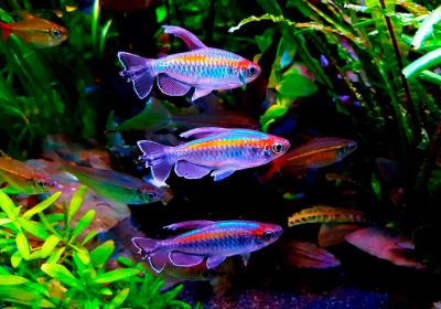 /images/product_images/info_images/fish/tetra-kongo---phenacogrammus-interruptus_1.jpg