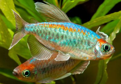 /images/product_images/info_images/fish/tetra-kongo---phenacogrammus-interruptus_3.jpg