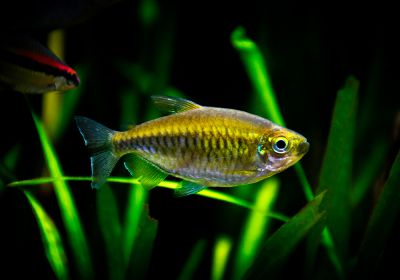 /images/product_images/info_images/fish/tetra-kongo---phenacogrammus-interruptus_4.jpg