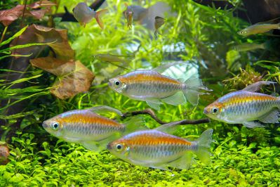 /images/product_images/info_images/fish/tetra-kongo---phenacogrammus-interruptus_5.jpg