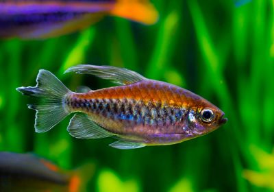 /images/product_images/info_images/fish/tetra-kongo---phenacogrammus-interruptus_6.jpg