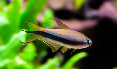 /images/product_images/info_images/fish/tetra-korolevskaja---nematobrycon-palmeri_1.jpg