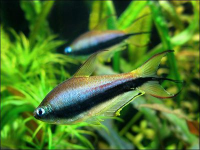 /images/product_images/info_images/fish/tetra-korolevskaja---nematobrycon-palmeri_2.jpg