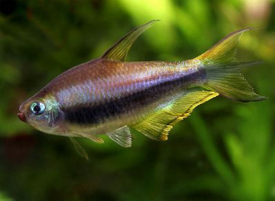 /images/product_images/info_images/fish/tetra-korolevskaja---nematobrycon-palmeri_3.jpg