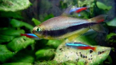 /images/product_images/info_images/fish/tetra-korolevskaja---nematobrycon-palmeri_4.jpg