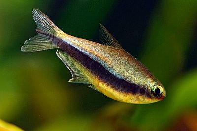 /images/product_images/info_images/fish/tetra-korolevskaja---nematobrycon-palmeri_5.jpg