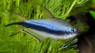 /images/product_images/info_images/fish/tetra-korolevskaja---nematobrycon-palmeri_6.jpg