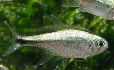 /images/product_images/info_images/fish/tetra-rodvej-hemigrammus-rodwayi_3.jpg