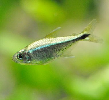 /images/product_images/info_images/fish/tetra-rodvej-hemigrammus-rodwayi_4.jpg