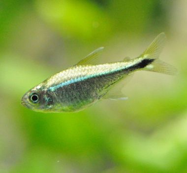 /images/product_images/info_images/fish/tetra-rodvej-hemigrammus-rodwayi_4.jpg