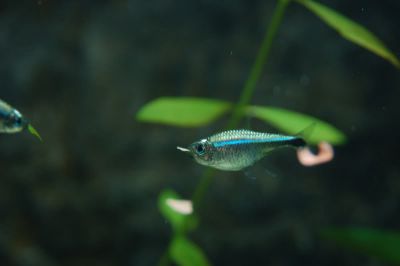 /images/product_images/info_images/fish/tetra-rodvej-hemigrammus-rodwayi_5.jpg