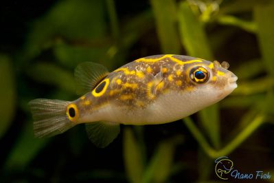 /images/product_images/info_images/fish/tetradon-vosmerka---tetraodon-biocellatus_1.jpg