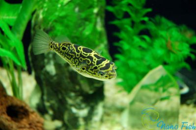 /images/product_images/info_images/fish/tetradon-vosmerka---tetraodon-biocellatus_2.jpg