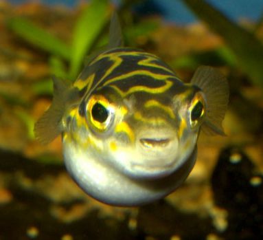 /images/product_images/info_images/fish/tetradon-vosmerka---tetraodon-biocellatus_3.jpg