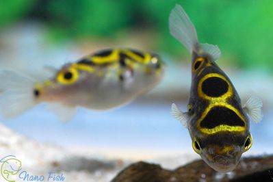 /images/product_images/info_images/fish/tetradon-vosmerka---tetraodon-biocellatus_4.jpg