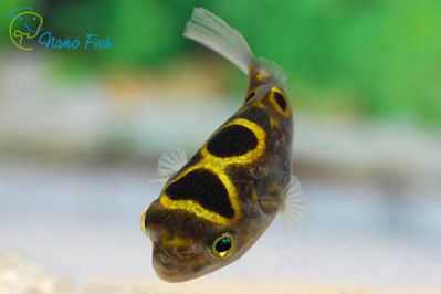 /images/product_images/info_images/fish/tetradon-vosmerka---tetraodon-biocellatus_6.jpg