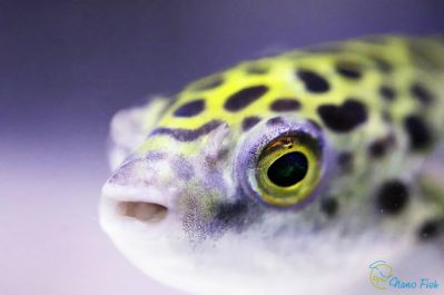 /images/product_images/info_images/fish/tetradon-zelenyj-leopardovyj---tetraodon-nigroviridis_1.jpg