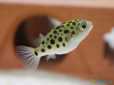 /images/product_images/info_images/fish/tetradon-zelenyj-leopardovyj---tetraodon-nigroviridis_2.JPG