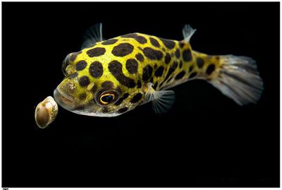 /images/product_images/info_images/fish/tetradon-zelenyj-leopardovyj---tetraodon-nigroviridis_3.JPG