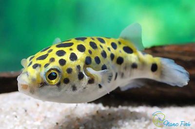 /images/product_images/info_images/fish/tetradon-zelenyj-leopardovyj---tetraodon-nigroviridis_4.JPG