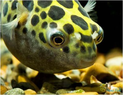 /images/product_images/info_images/fish/tetradon-zelenyj-leopardovyj---tetraodon-nigroviridis_5.JPG